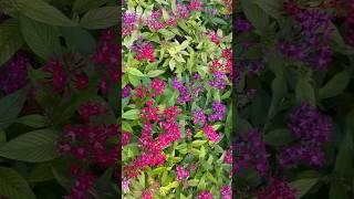 Home gardening ideas plant name pentas shorts [upl. by Nosaes]