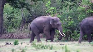 Tusker Fight in Kalawewa [upl. by Notgnihsaw]