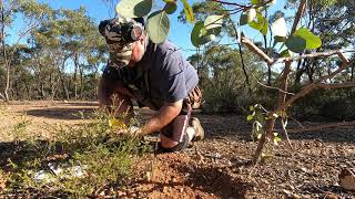 GPX6000  Gold detecting Wedderburn Australia [upl. by Agata]