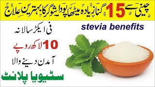 How to Grow Stevia Plant  Stevia Health Benefits Urdu Hindi [upl. by Naved912]