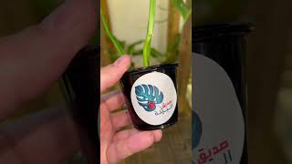 monstera monkey leaf انتاج محمية صديق البيئة [upl. by Hike7]