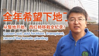 松土、添肥、移栽，记录西红柿“下地”全过程 Loosen soil add fertilizer transplant record the tomato planting [upl. by Kecaj]