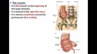 The Large Intestine Part 1Cecum and Appendix  Dr Ahmed Farid [upl. by Charry698]