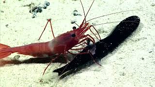 Deep Sea Battle Caridean Shrimp vs Dragonfish Stareater [upl. by Raila]