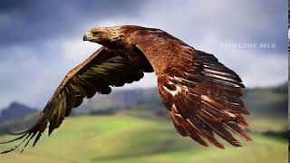 Red Tailed Hawk Call  صوت الصقر ذو الذيل الأحمر\باز أحمر الذيل [upl. by Duwalt]