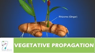 VEGETATIVE PROPAGATION [upl. by Atwahs14]