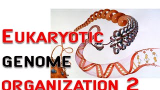 Eukaryotic genome organization 2  chromosome nucleosome [upl. by Hgielram148]