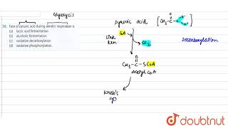 Fate of pyruvic acid during aerobic respiration is [upl. by Cartie]