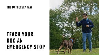 Teach your dog an emergency stop  The Battersea Way [upl. by Kcirevam733]