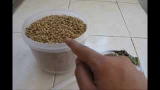 HOW TO MAKE CORIANDER POWDER AT HOME special [upl. by Elayne]