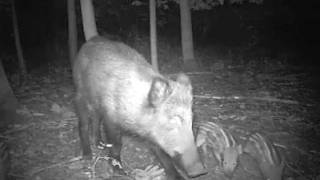 Gros plan sur une laie et quatre marcassins en promenade nocturne [upl. by Frangos]