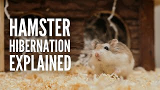 Is My Hamster Hibernating or Dead Hamster Hibernation Explained [upl. by Sarazen455]