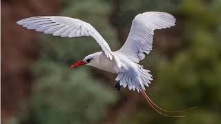 Red tailed tropicbird Phaethon rubricauda sound  call and song [upl. by Leinahtam262]