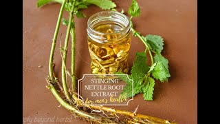 Stinging nettle root extract recipe [upl. by Narot965]