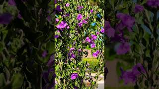 Texas sage Leucophyllum remix rave pollinators sage flowers garden butterfly bee insect [upl. by Herve]