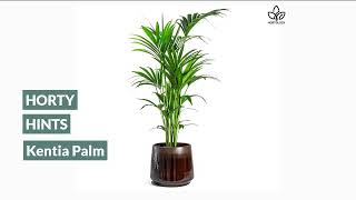 Howea Kentia Palm Houseplant Care Tips [upl. by Menedez397]