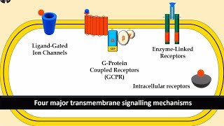 Receptors and Second Messenger system Gprotein Enzyme linked and Ligand gated ion channels [upl. by Ardnosal]