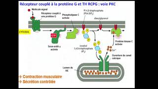 Signalisation Cellulaire 1 [upl. by Conrade]