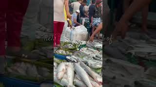 Bangladesh’s largest wholesale fish market Chattagram [upl. by Nahta]