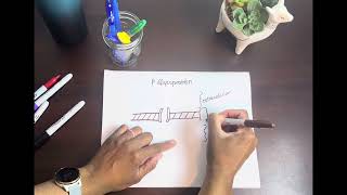 Cytochrome P450 amp PGlycoproteins Explained [upl. by Yleme]