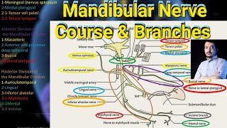 Mandibular branche of Trigeminal nerve anatomy cranialnerves mandible [upl. by Clapp]