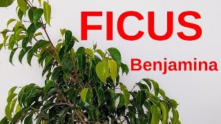 CUIDADOS DEL FICUS BENJAMINA NO LO SIEMBRES EN JARDÍN [upl. by Aihsia67]