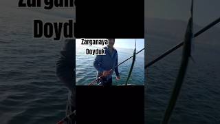 Zargana lar peşpeşe sıraya girdiler zargana fish fishing balik deniz [upl. by Asalocin]