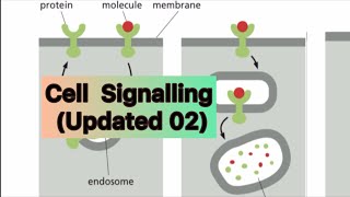 Cell Signalling  Updated 02 [upl. by Akirea]