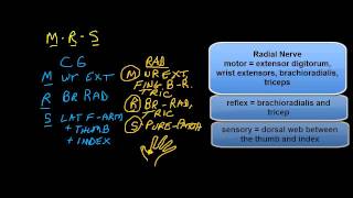 C6 versus the Radial Nerve differential diagnosis [upl. by Tenney]