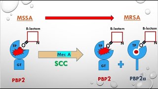 Transformation of MSSA into MRSA in less than 2 minutes [upl. by Ettennad]