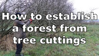 How To Plant A Coppicing Forest At Zero Cost Using Tree Cuttings [upl. by Saenihp]