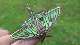 Spanish Moon Moth  Graellsia isabellae  Caterpillar rearing [upl. by Ttimme]