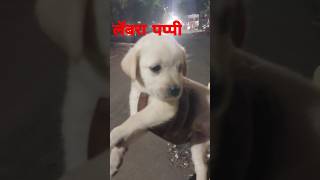 🦮🦮cute pets video cute animals pet Cute labra dog shorts funny 🦮 [upl. by Ahsiekrats283]