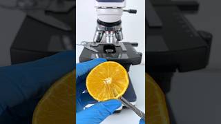 Orange under the microscope testing unbelieve resultshorts short ytshorts microscope [upl. by Falda]