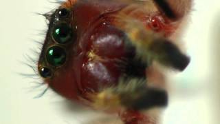 Red Jumping Spider Phidippus Cardinalis [upl. by Adnwahsal]