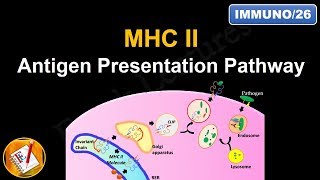 Antigen Processing and Presentation PART II MHC II Antigen Presentation Pathway FLImmuno26 [upl. by Dionisio127]