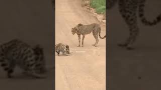 CHEETAH VS KUCING HUTAN [upl. by Sucy883]