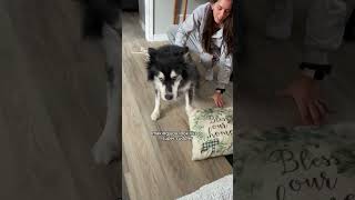 can huskies solve everything husky huskies dogvideos [upl. by Atinyl81]