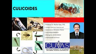 Culicoides [upl. by Irisa906]