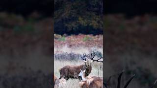 Regele pădurilor 🦌🌲cerb toamna fallseason deer forest [upl. by Pozzy]