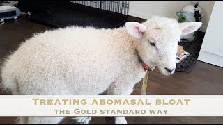 Treating a case of Abomasal Bloat  Sez the Vet [upl. by Jezabel731]