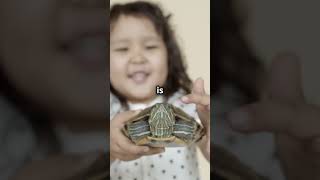 How to Make Your Pet Turtle Like You [upl. by Immat]