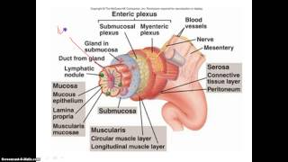 The 4 Layers of the Alimentary Canal [upl. by Galen393]