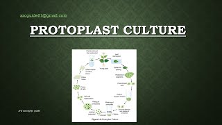 Protoplast Culture  Plant tissue culture  AZ concepts guide [upl. by Leahcimal]