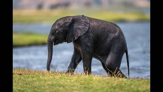 African elephant walks along riverbank at dusk [upl. by Sadoc713]