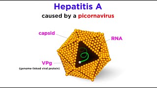 Hepatitis A Hepatovirus A [upl. by Yerffeg]