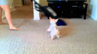 Silky Terrier barks at Vacuum [upl. by Cleodell]