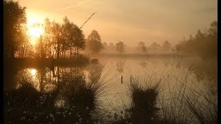 Pietzmoor Schneverdingen Magisch mystisch 8000 Jahre alt Ausflugsziele in der Lüneburger Heide [upl. by Kerad]