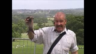 James McKay  Polecat with its young  field fieldsports ferret rabbit [upl. by Newby]