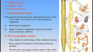 18Autonomic Nervous System2Sympathetic Nervous System Anatomy Intro Dr Ahmed Kamal [upl. by Watt]